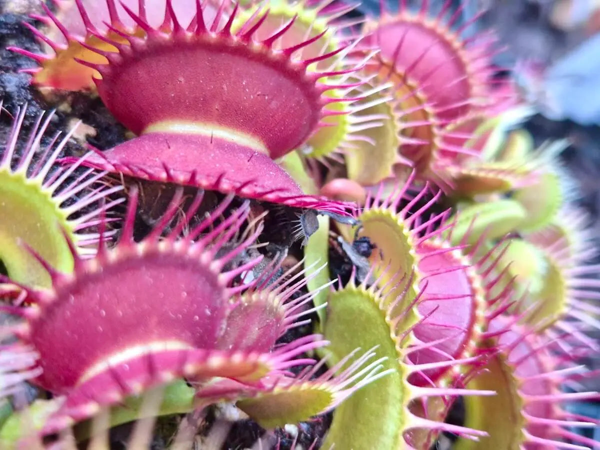 Plante carnivore Dionaea muscipula "Antonov 225" dans son pot