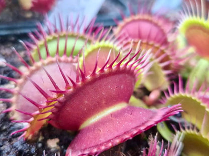 Plante carnivore Dionaea muscipula "Antonov 225" à la pépinière Carnivore de Sologne