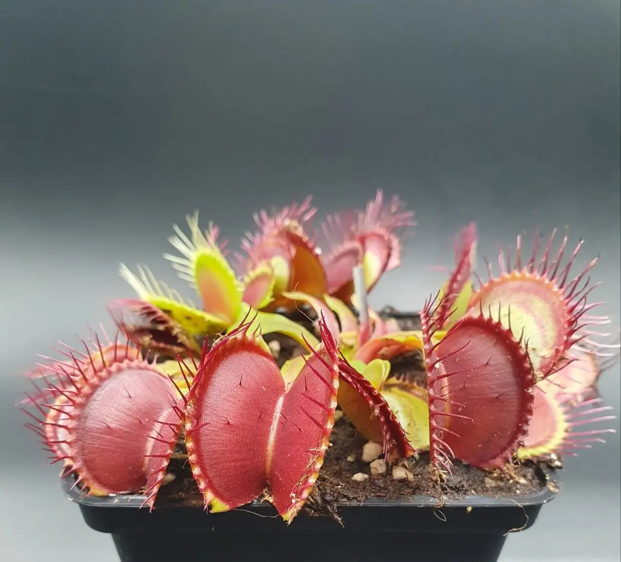 Plante carnivore Dionaea muscipula "B52" gros pièges