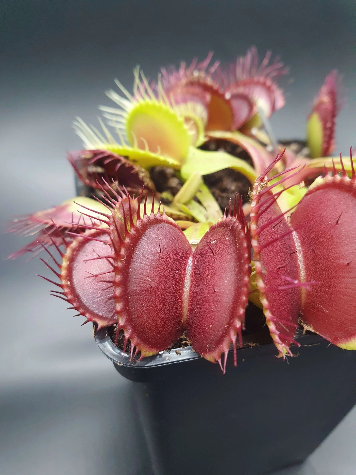 Plante carnivore Dionaea muscipula "B52" dans son pot