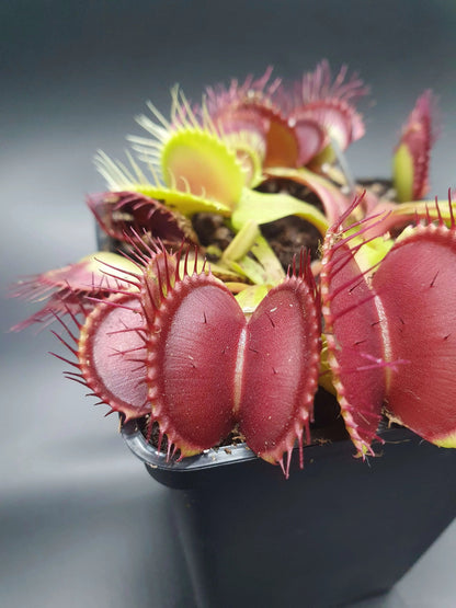 Plante carnivore Dionaea muscipula "B52" dans son pot