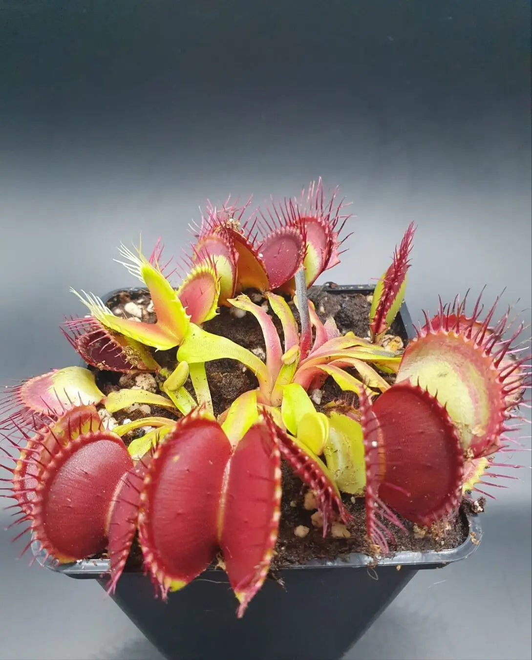 Plante carnivore Dionaea muscipula "B52" à la pépinière Carnivore de Sologne