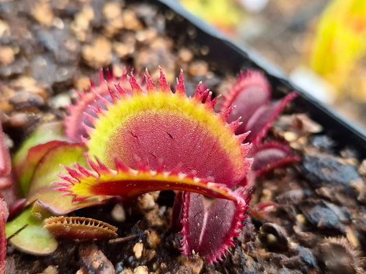 Plante carnivore Dionaea muscipula "Bohemian Garnet" pièges rouges dents en scie