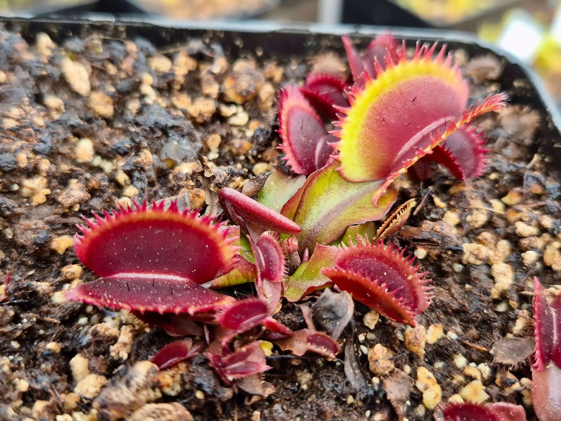 Plante carnivore Dionaea muscipula "Bohemian Garnet" à la pépinière Carnivore de Sologne