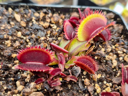 Plante carnivore Dionaea muscipula "Bohemian Garnet" à la pépinière Carnivore de Sologne