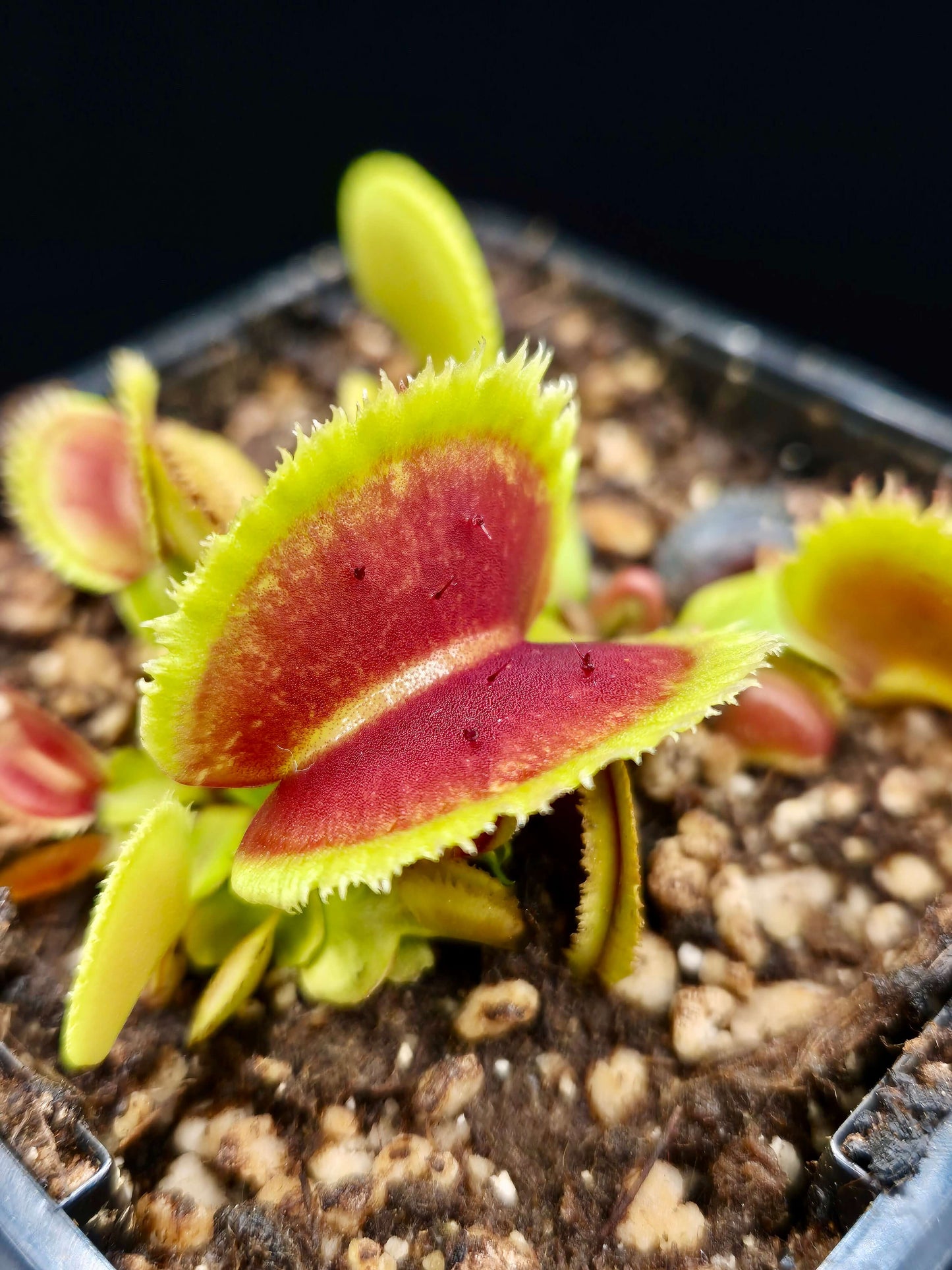 Dionaea muscipula 'Bristle Tooth'