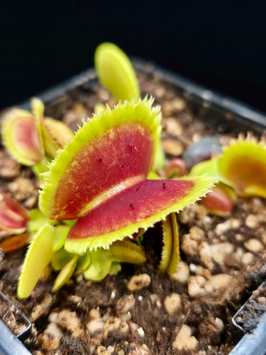 Dionaea muscipula 'Bristle Tooth'