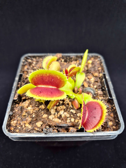 Dionaea muscipula 'Bristle Tooth'