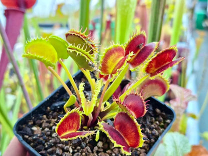 Dionaea muscipula "Chinese Dumpling" CARNIVORE DE SOLOGNE