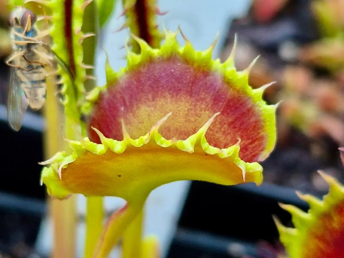 Dionaea muscipula "Chinese Dumpling" CARNIVORE DE SOLOGNE