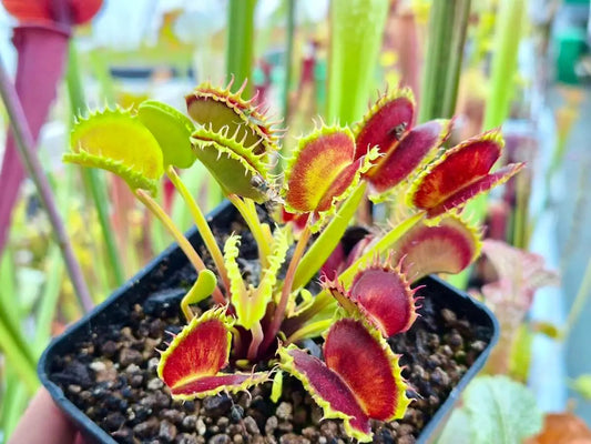 Plante carnivore Dionaea muscipula "Chinese Dumpling" piège difforme incroyable