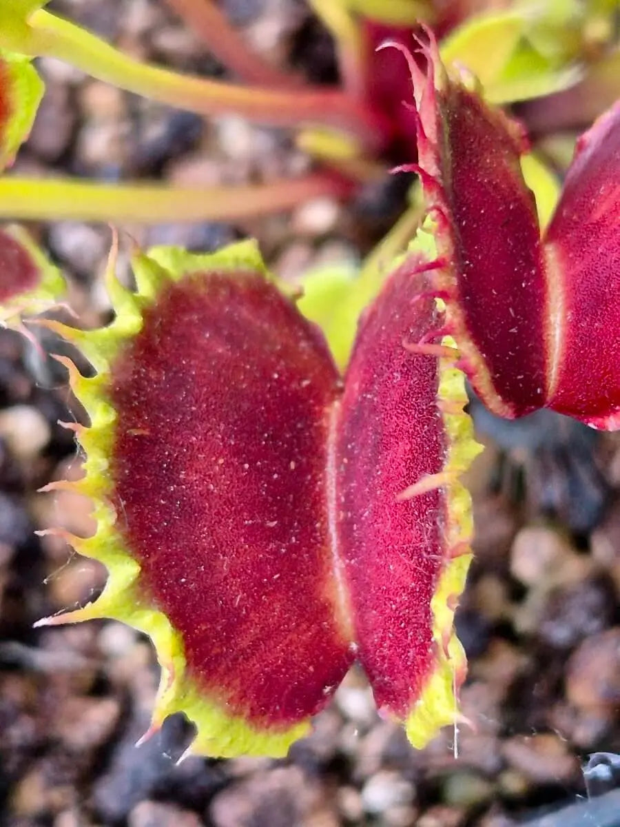 Dionaea muscipula "Chinese Dumpling" CARNIVORE DE SOLOGNE