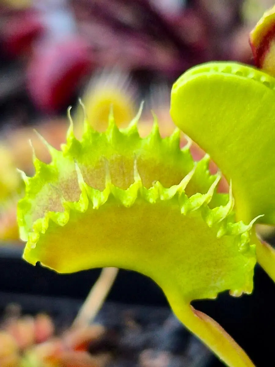 Plante carnivore Dionaea muscipula "Chinese Dumpling" avec ses belles couleurs à la serre