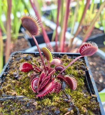 Plante carnivore Dionaea muscipula "Clayton's Volcanic Red" pièges rouges