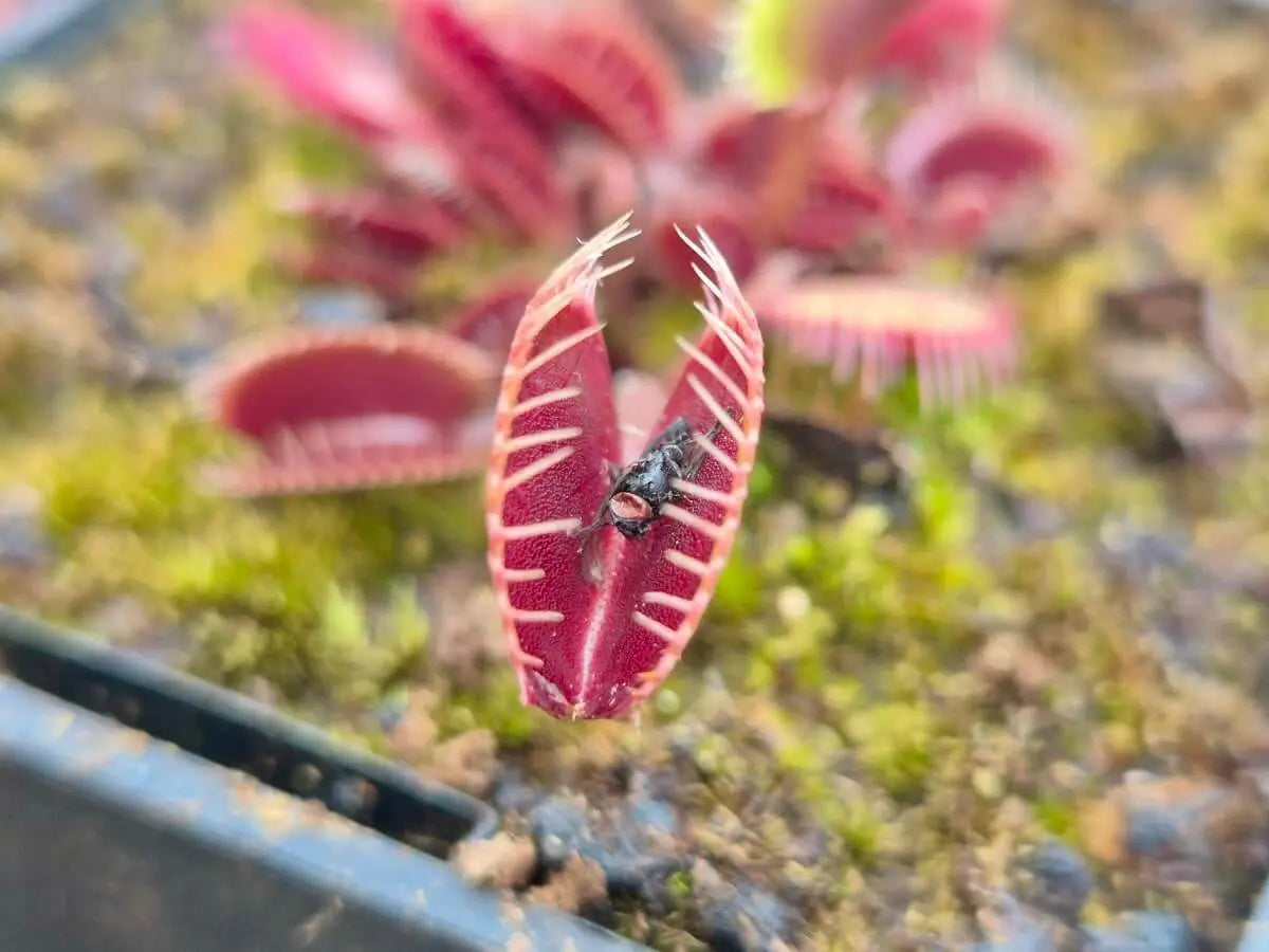 Plante carnivore Dionaea muscipula "Clayton's Volcanic Red" dans son pot