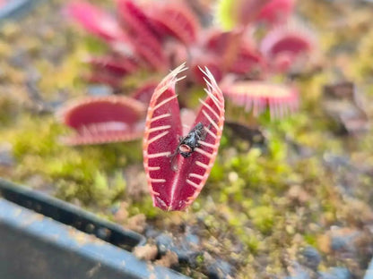 Plante carnivore Dionaea muscipula "Clayton's Volcanic Red" dans son pot