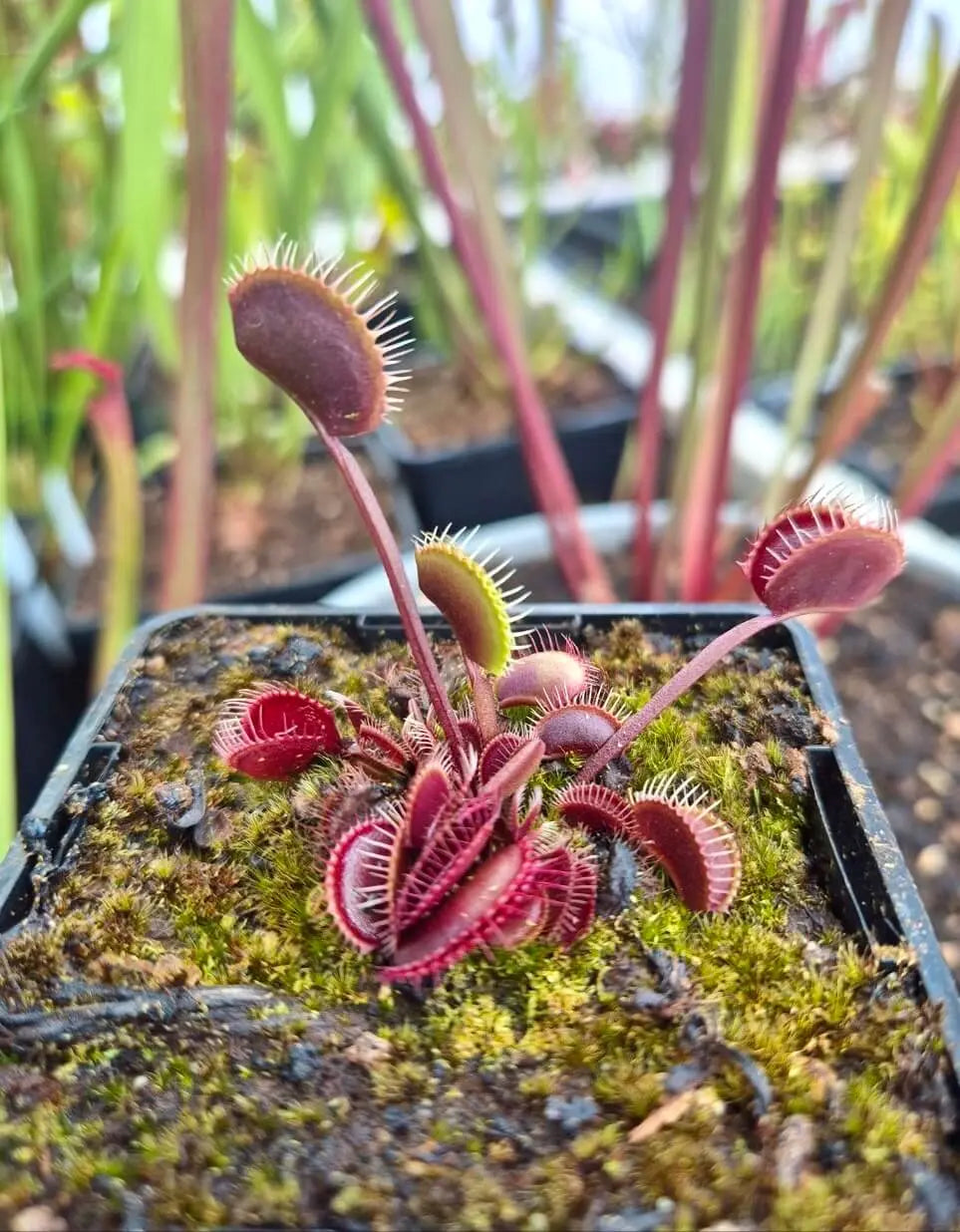 Plante carnivore Dionaea muscipula "Clayton's Volcanic Red" à la pépinière Carnivore de Sologne