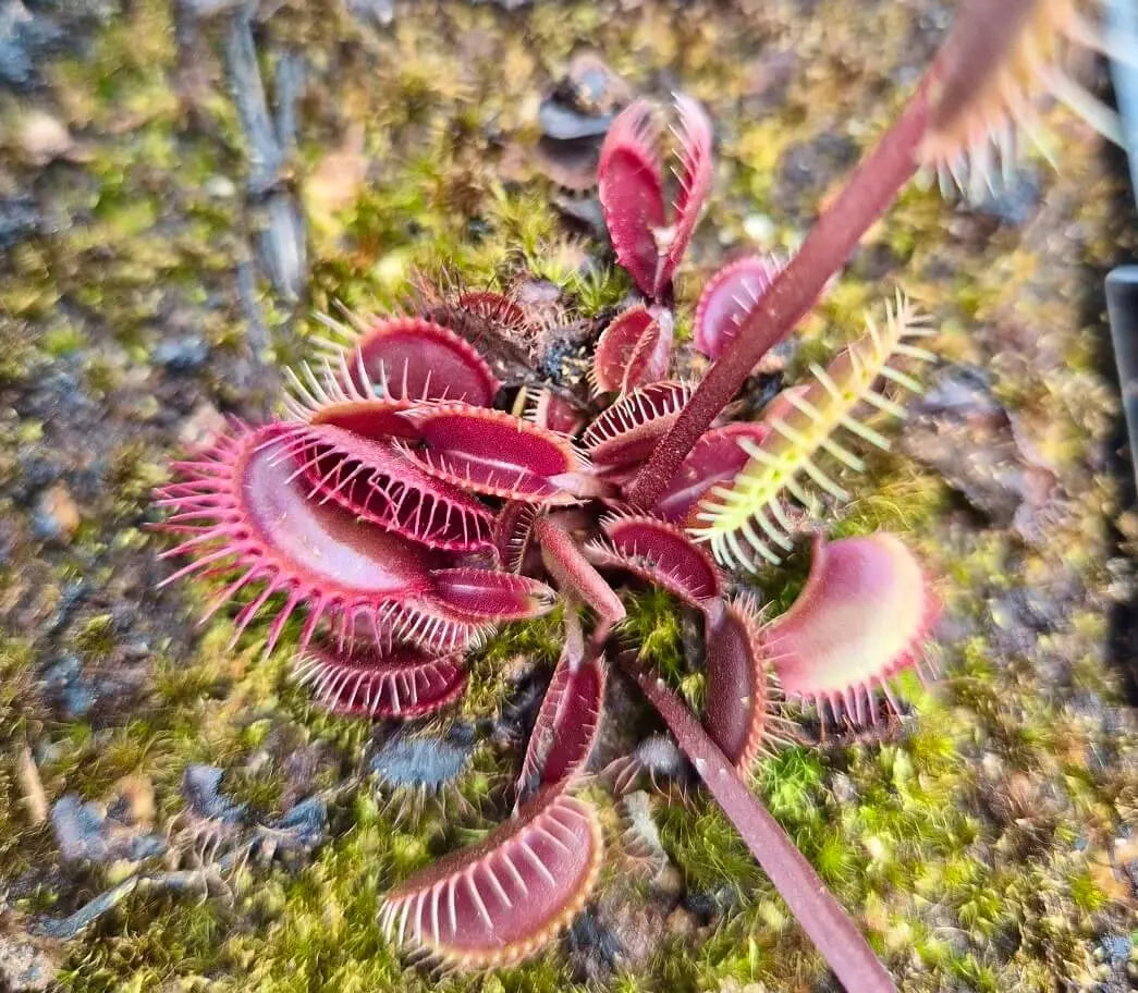 Plante carnivore Dionaea muscipula "Clayton's Volcanic Red" gros plan sur les pièges rouges