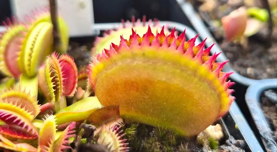 Plante carnivore Dionaea muscipula "Coq Couché" gros plan sur les pièges