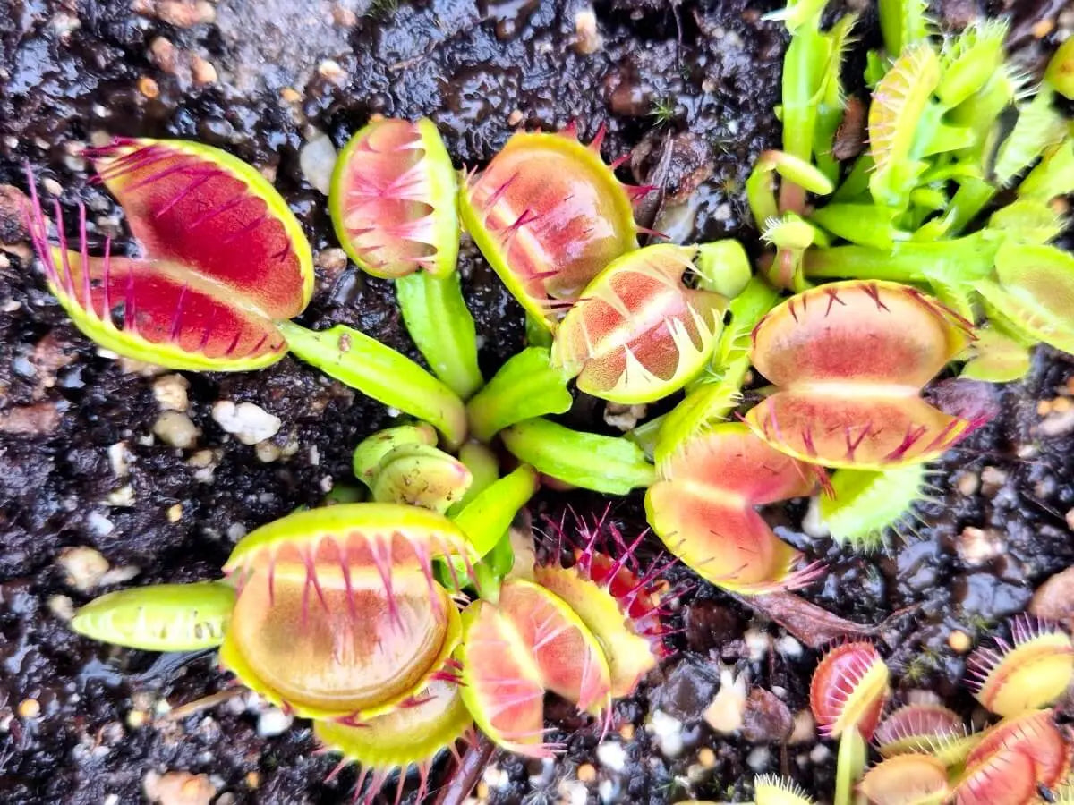 Plante carnivore Dionaea muscipula "Cross Teeth" à la pépinière Carnivore de Sologne