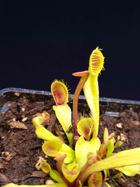 Plante carnivore Dionaea muscipula "Cupped Trap" pièges en forme de coupe