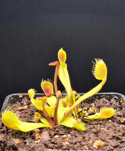 Plante carnivore Dionaea muscipula "Cupped Trap" dans son pot