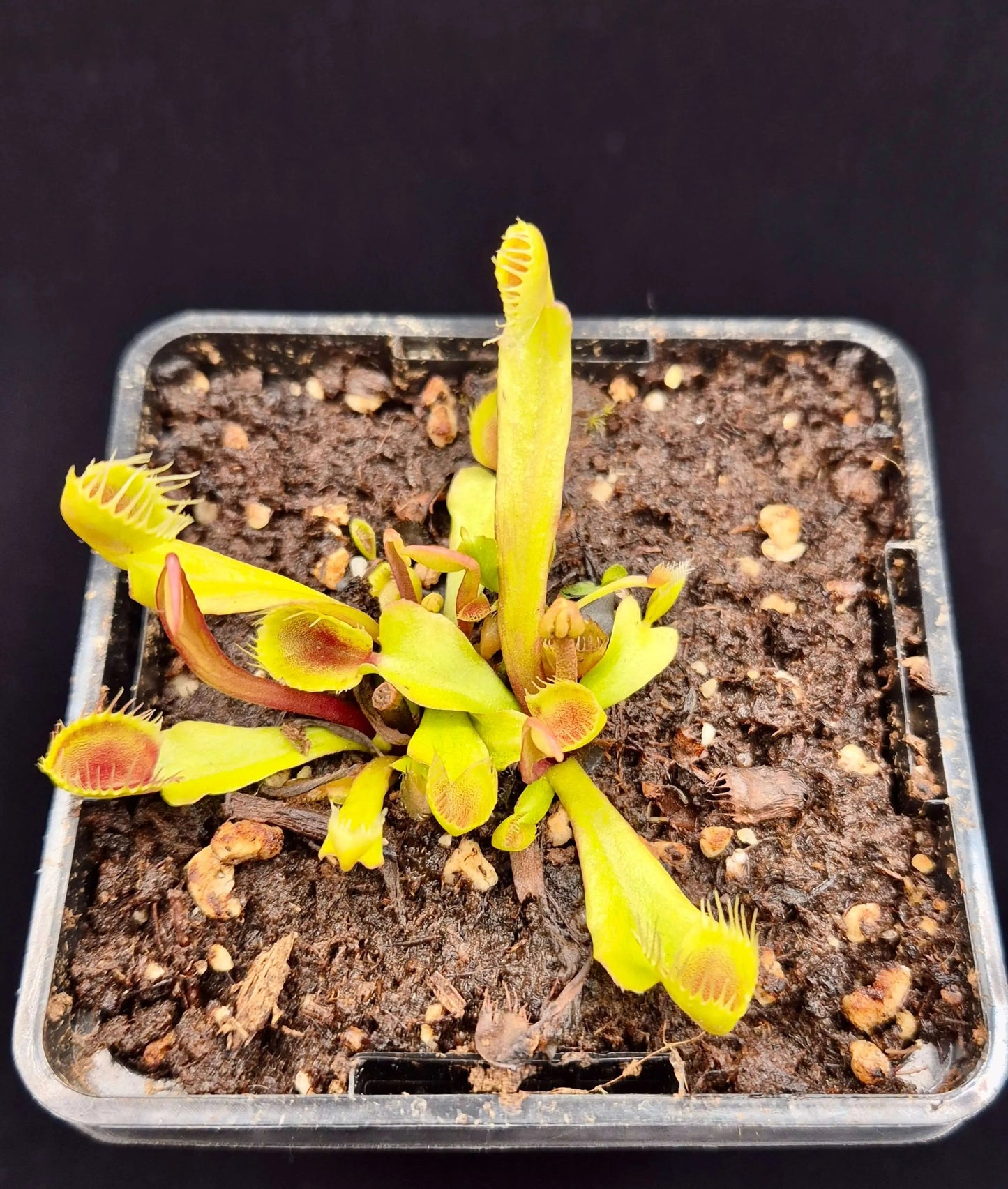 Plante carnivore Dionaea muscipula "Cupped Trap" à la pépinière Carnivore de Sologne