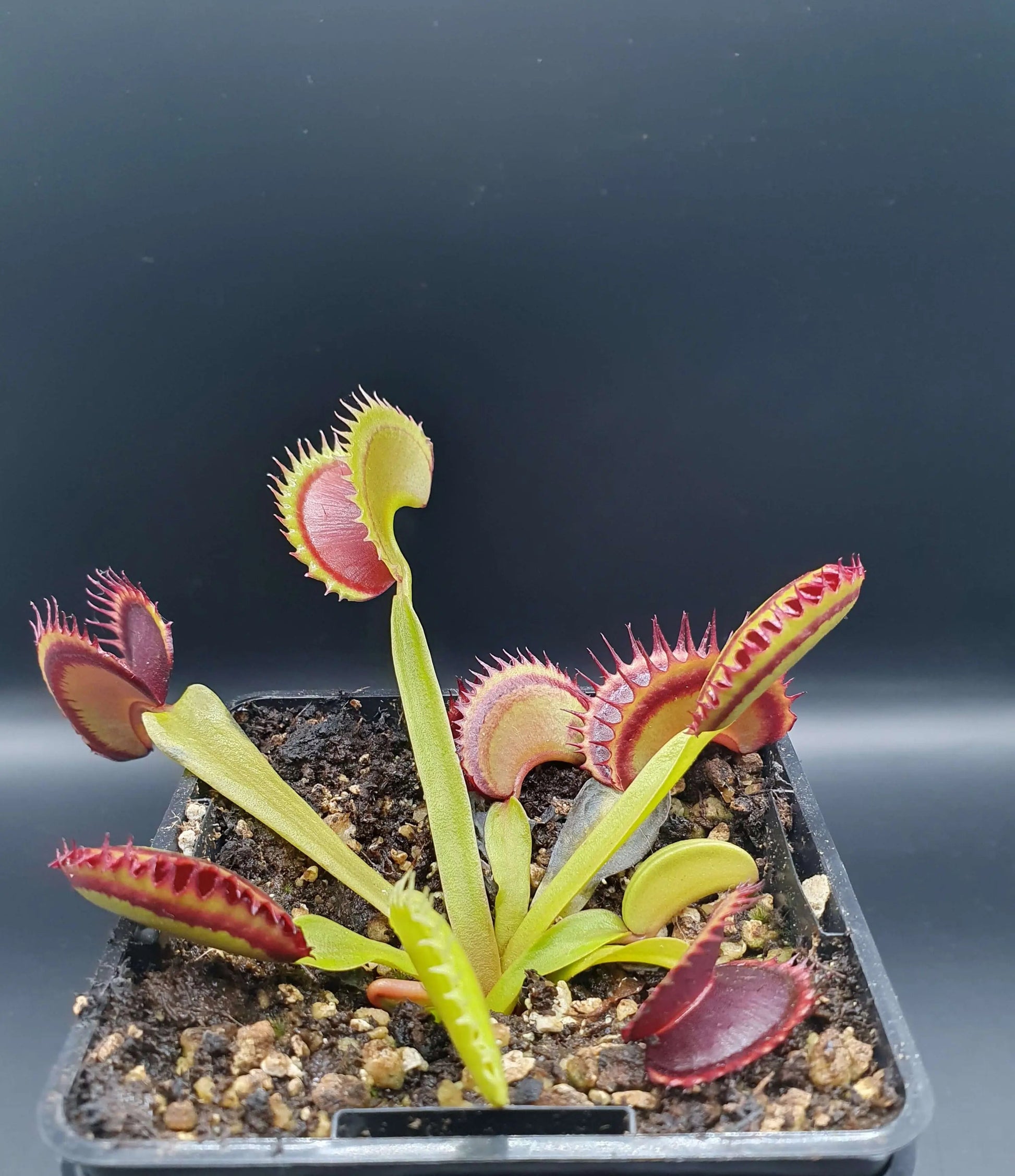 Plante carnivore Dionaea muscipula "Dracula" pièges rouge sang