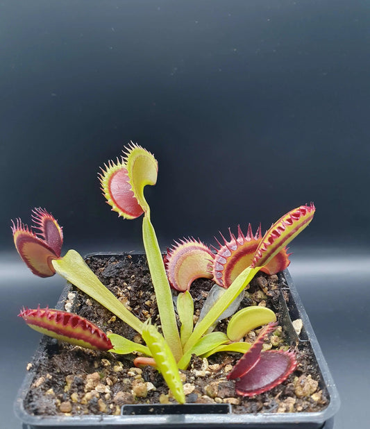 Plante carnivore Dionaea muscipula "Dracula" pièges rouge sang