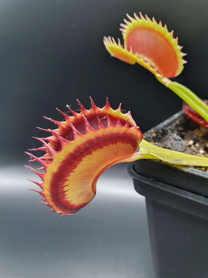 Plante carnivore Dionaea muscipula "Dracula" dans son pot