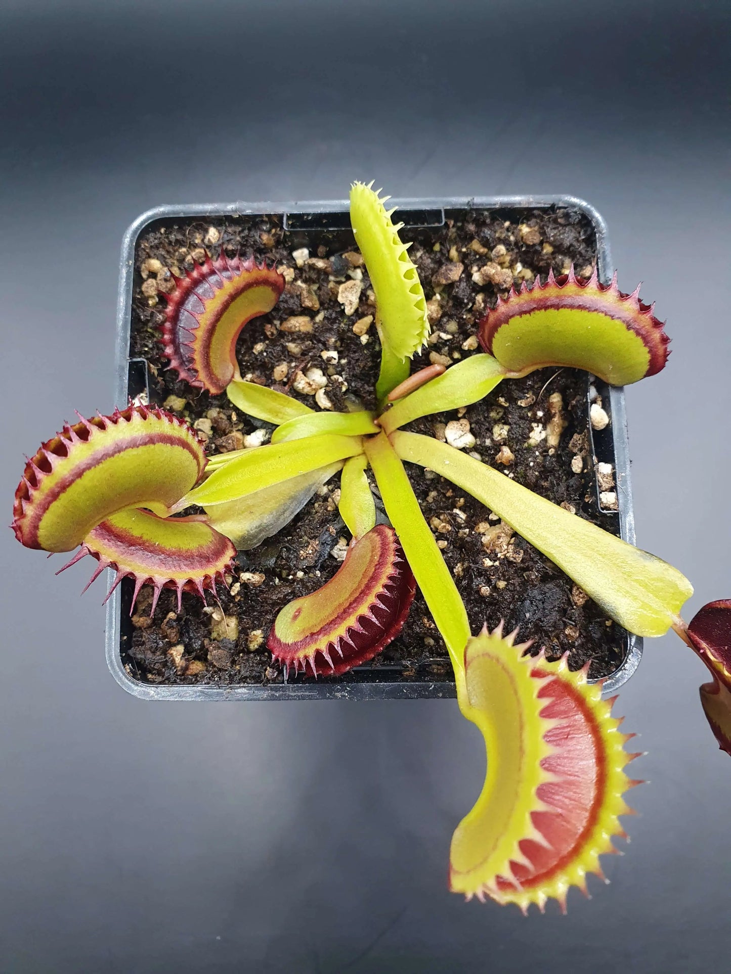 Plante carnivore Dionaea muscipula "Dracula" à la pépinière Carnivore de Sologne
