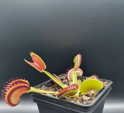 Plante carnivore Dionaea muscipula "Dracula" gros plan sur les pièges