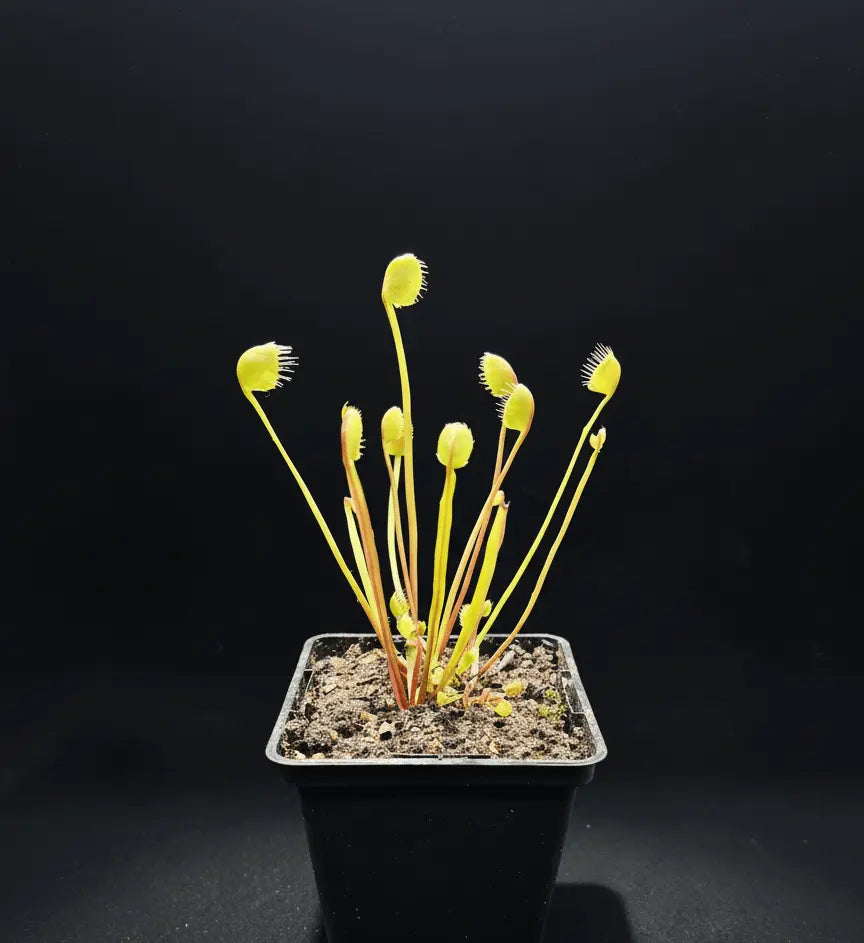 Plante carnivore Dionaea muscipula "Erect Cup Trap" piège érigé difforme