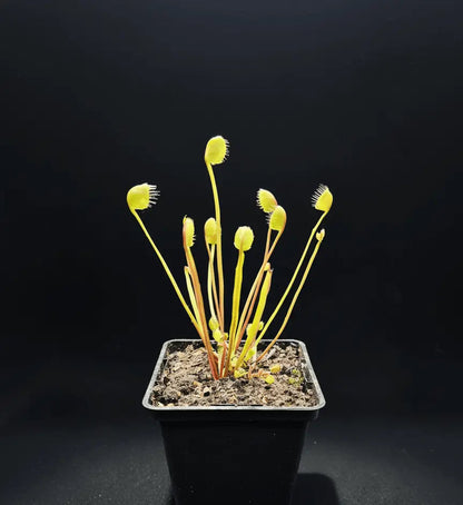 Plante carnivore Dionaea muscipula "Erect Cup Trap" piège érigé difforme