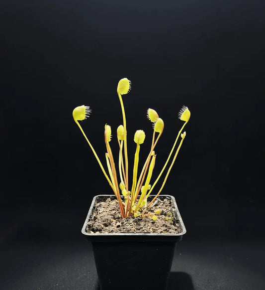 Plante carnivore Dionaea muscipula "Erect Cup Trap" piège érigé difforme