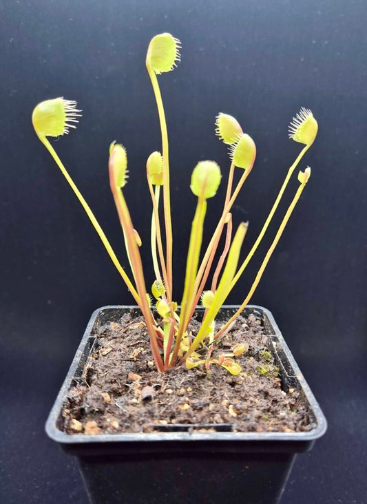 Dionaea muscipula "Erect Cup Trap"