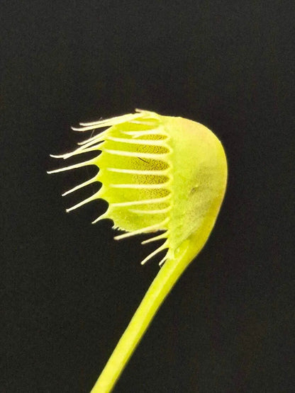 Plante carnivore Dionaea muscipula "Erect Cup Trap" dans son pot