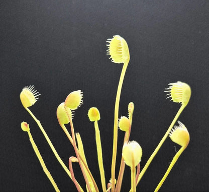 Dionaea muscipula "Erect Cup Trap"