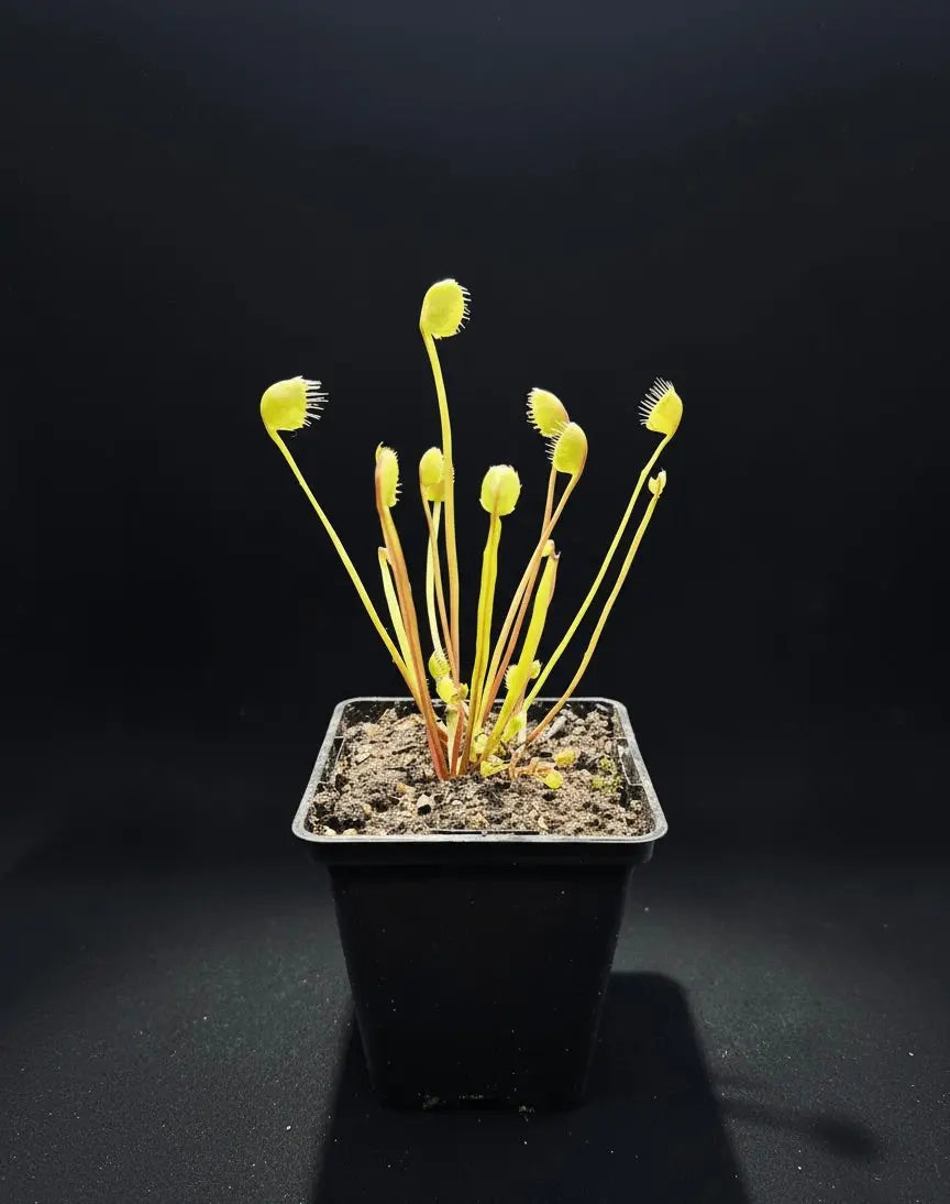 Plante carnivore Dionaea muscipula "Erect Cup Trap" à la pépinière Carnivore de Sologne