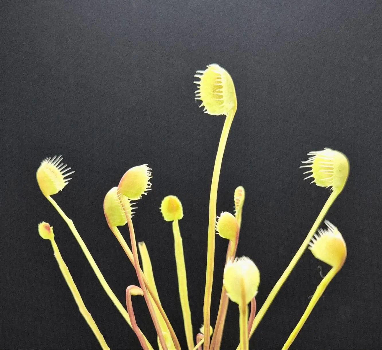 Plante carnivore Dionaea muscipula "Erect Cup Trap" gros plan sur le piège érigé