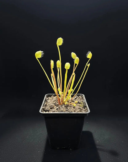Dionaea muscipula "Erect Cup Trap"