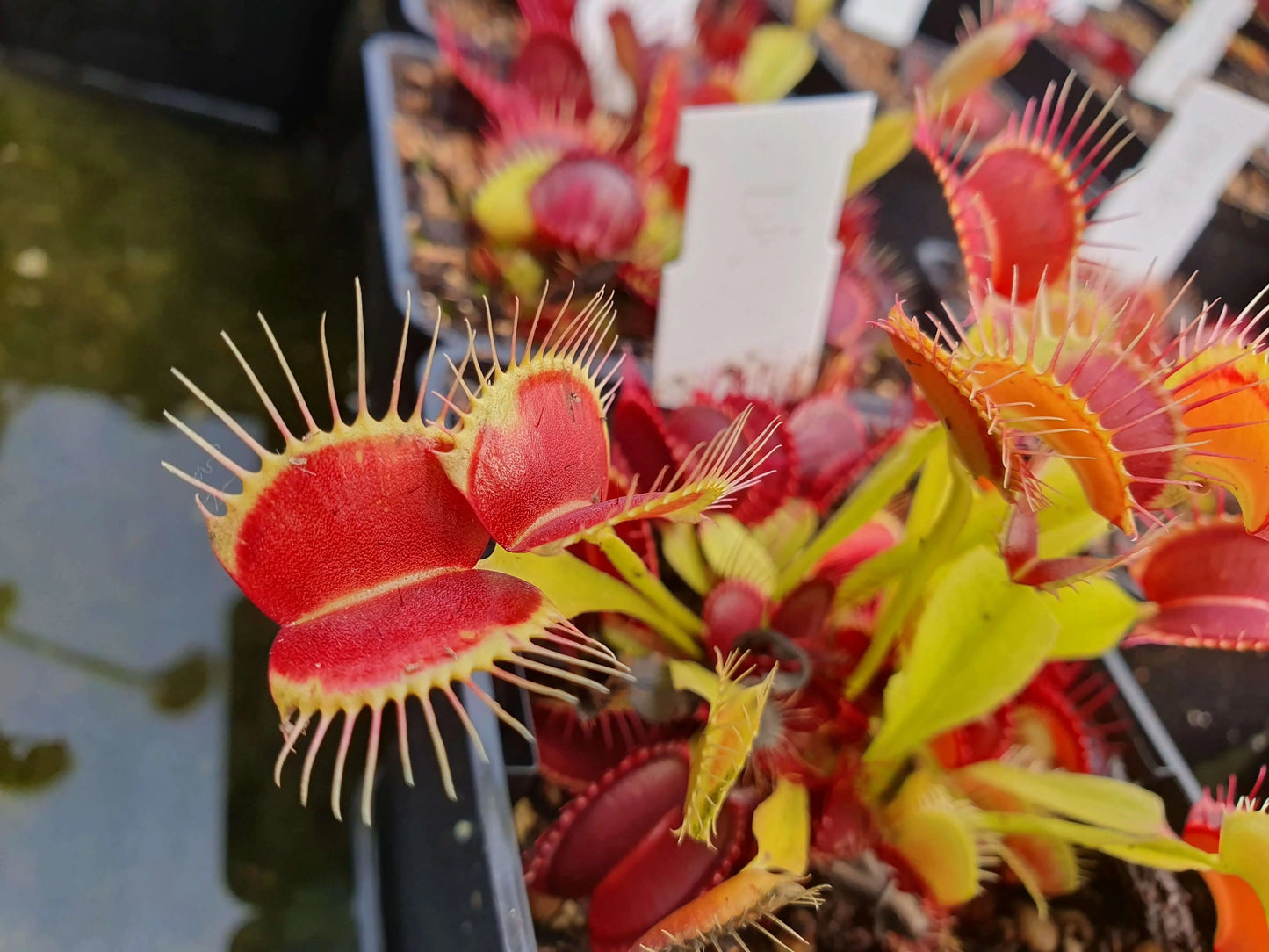 Plante carnivore Dionaea muscipula "Eyelashes" pièges à longues dents rouges