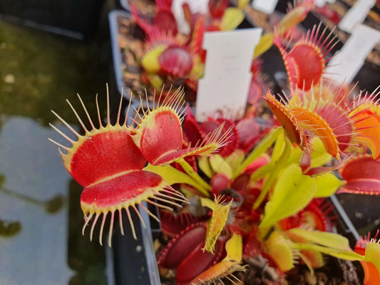 Plante carnivore Dionaea muscipula "Eyelashes" pièges à longues dents rouges