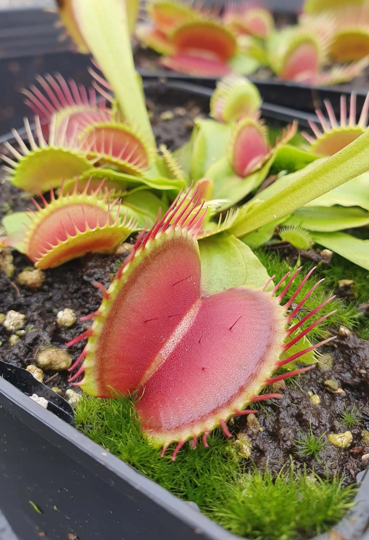 Plante carnivore Dionaea muscipula "Eyelashes" dans son pot