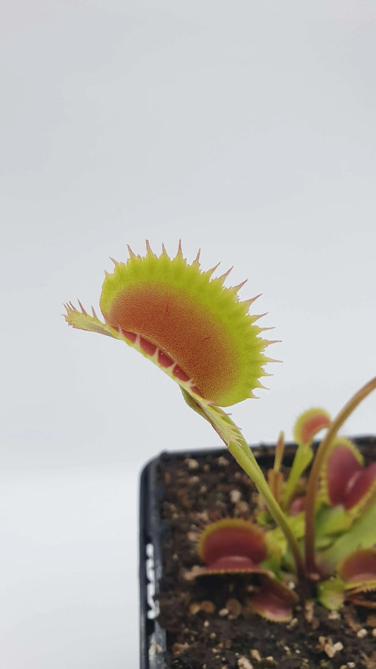 Plante carnivore Dionaea muscipula "Fico D'India" et ses pièges