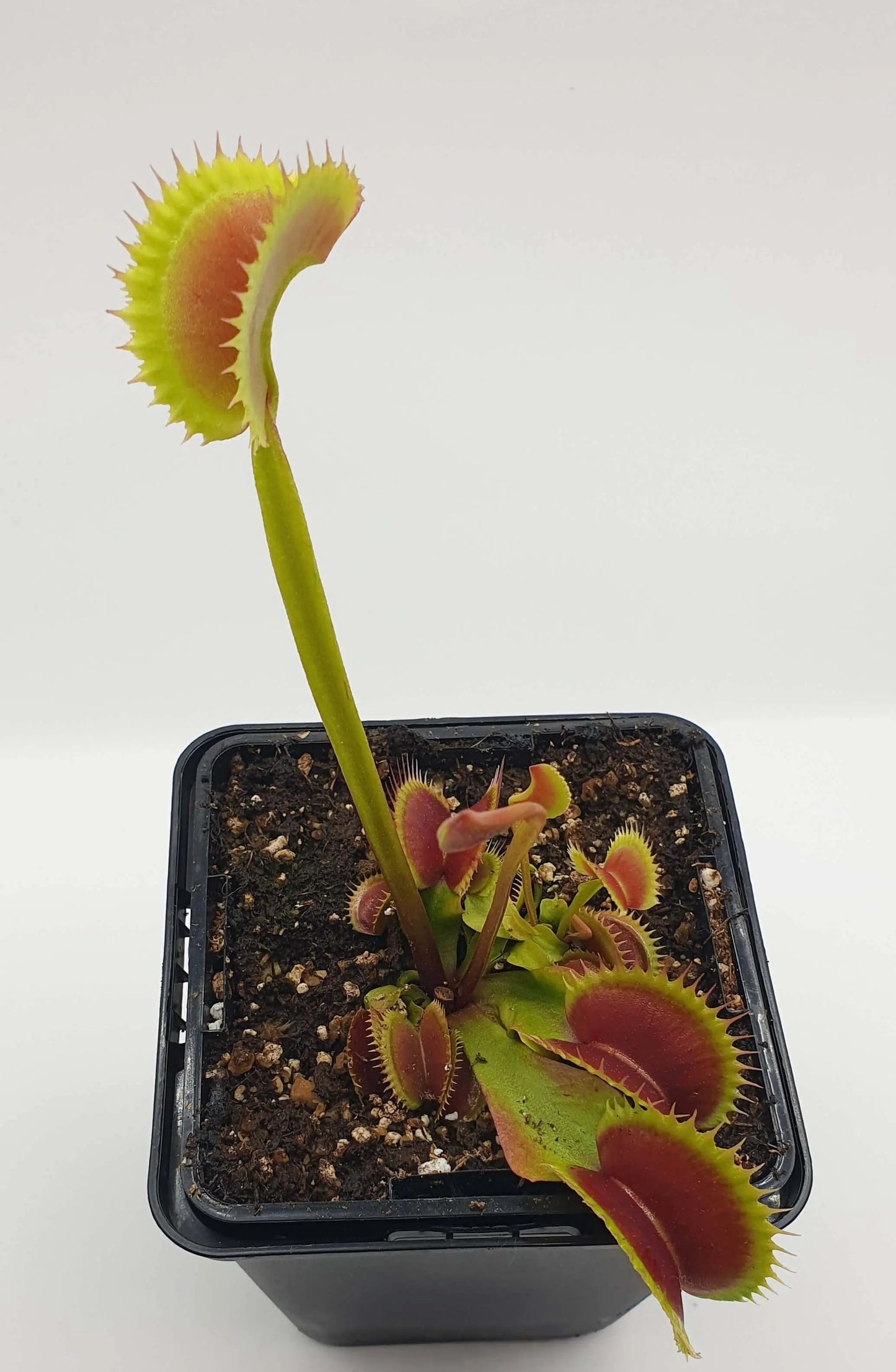 Plante carnivore Dionaea muscipula "Fico D'India" dans son pot