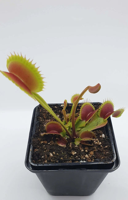 Plante carnivore Dionaea muscipula "Fico D'India" à la pépinière Carnivore de Sologne