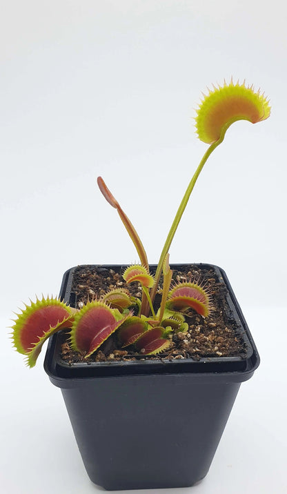 Plante carnivore Dionaea muscipula "Fico D'India" gros plan sur les pièges