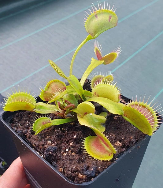 Plante carnivore Dionaea muscipula "Flat Spotted" pièges avec taches rouges