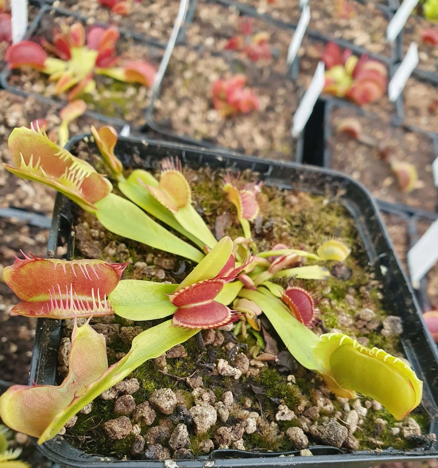 Plante carnivore Dionaea muscipula "Fondue" pièges fondus